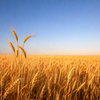 Is Australia’s Food Security on Shaky Ground? Why Local Growing Matters More Than Ever