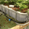 Wicking beds and Aquaponics