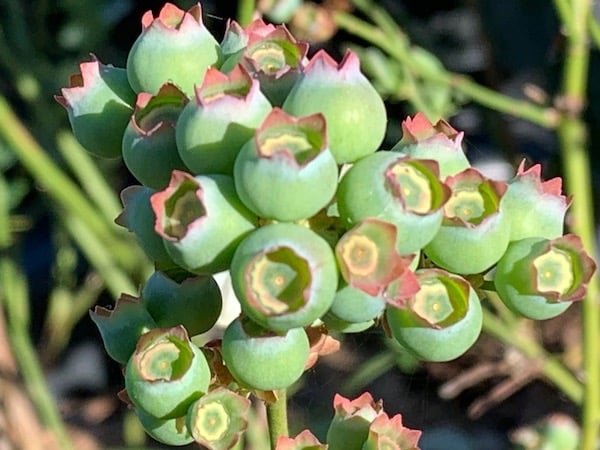 Blueberries, Hydrology and Wicking Beds