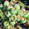 Blueberries, Hydrology and Wicking Beds