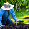 Council Tree Planting