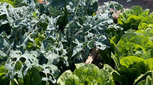 How low can you go? Water usage and wicking beds