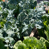 How low can you go? Water usage and wicking beds