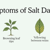 Is Salinity an Issue in Wicking?