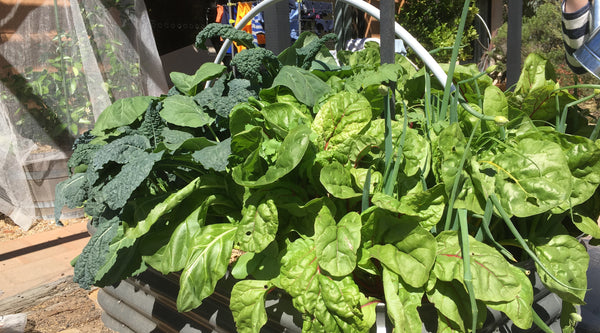 Jules Clancy uses WaterUps wicking beds