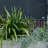 Urban Greening on the Edge
