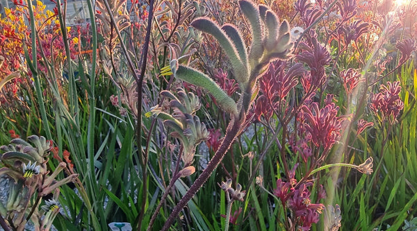 Kangaroo Paw grown with WaterUps wicking system by Angus Stewart