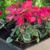 WaterUps Planter