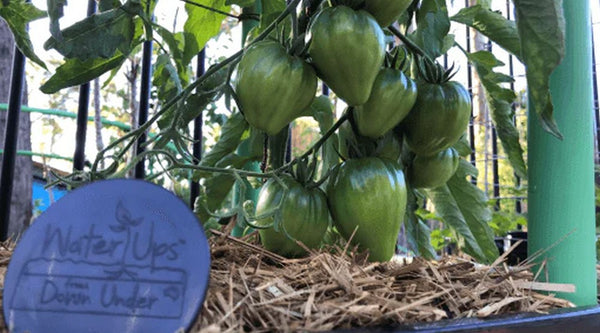WaterUps grows the best tomatoes