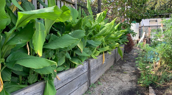 Pocket City Farms growing Tumeric with WaterUps