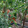 Sydney Tomato Festival 2022 used WaterUps planters to grow heirloom tomatoes
