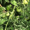 Grow tomatoes with WaterUps wicking system