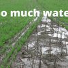WaterUps helps gardeners deal with waterlogged soil caused by La Niña