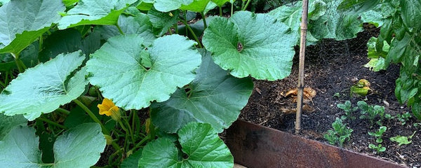 What to do in your wicking bed this month - April 21