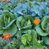 Wicking Bed Spring Planting Ideas and Tips