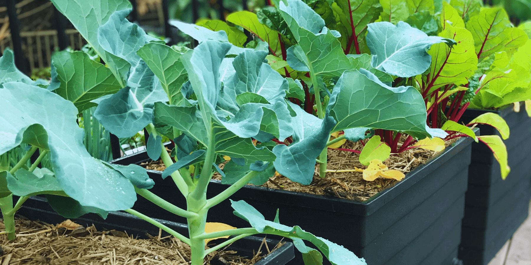 Horticulture and Urban Agriculture