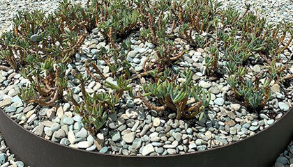 Green Buildings with Roof Top Gardens