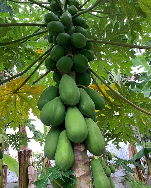 PawPaws