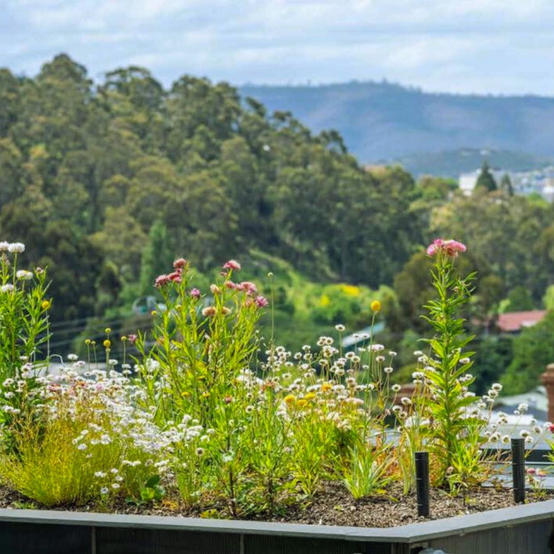 Rooftop Gardens improve liveability of buildings and cities while combating heat and flood issues