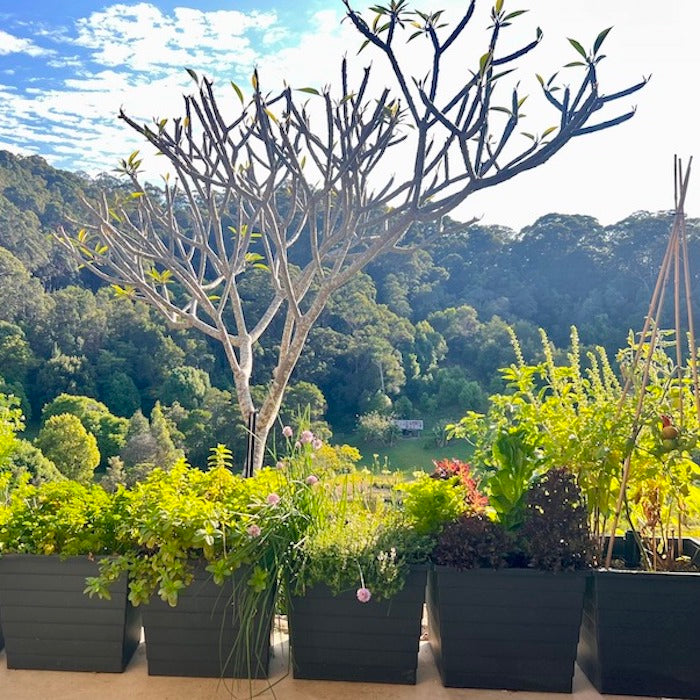 Pot Plants & Feature Pots