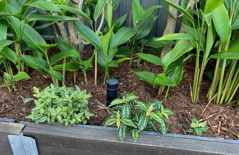 Here’s how WaterUps Delivers as a Garden Watering System