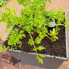 Angus Stewart road tests the WaterUps square planter