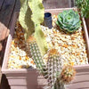 Cacti growing in WaterUps Square Planters