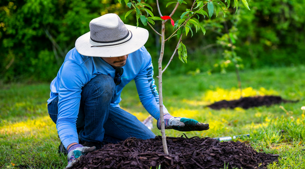 Council Tree Planting