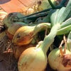 What to do in your wicking bed this month - Dec 20