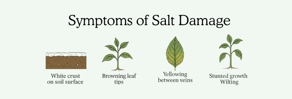 Is Salinity an Issue in Wicking?