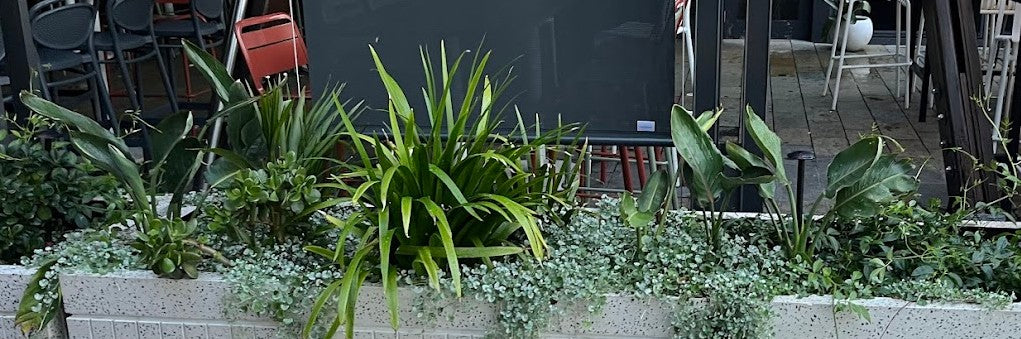 Urban Greening on the Edge