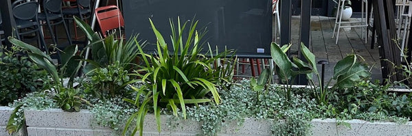 Urban Greening on the Edge