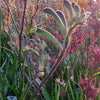 Kangaroo Paw grown with WaterUps wicking system by Angus Stewart