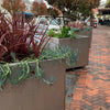 Large Street Planter with WaterUps wicking system Forbes NSW