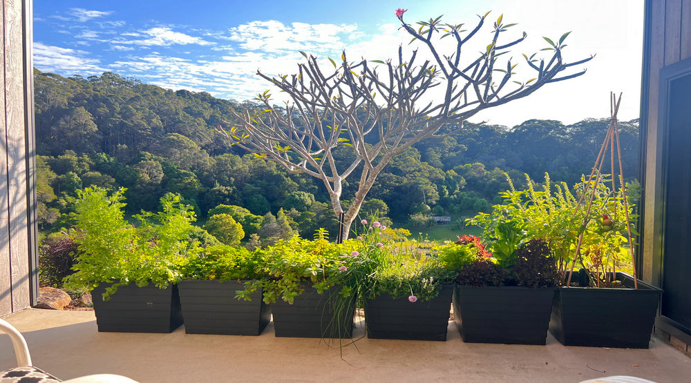 Growing in WaterUps Square Planters