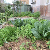Wicking beds are ideal for school veggie gardens