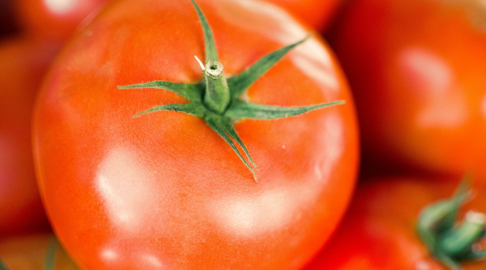 Growing tomatoes in WaterUps wicking beds