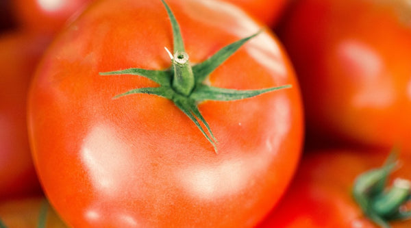 Growing tomatoes in WaterUps wicking beds