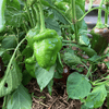 Raised vegetable garden food planting guide