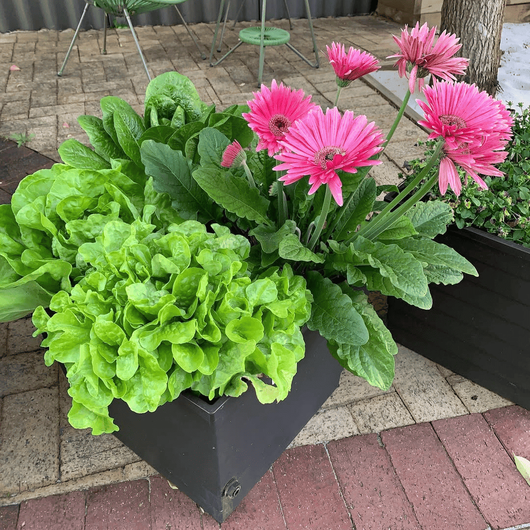 The Ultimate Spring Garden Bundle