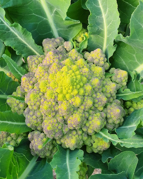 Cauli Small