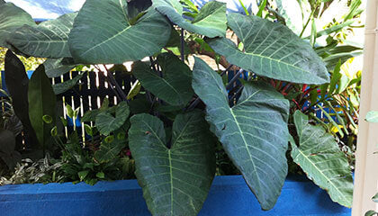 WaterUps - No Holiday Angst, No Dead Plants on Return