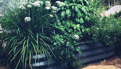 WaterUps Grow Healthier Plants
