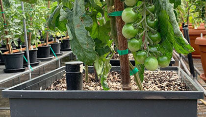 WaterUps - Live Better with Sustainable Organic Food