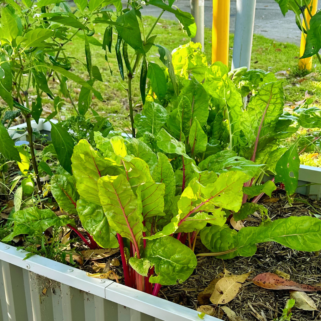 Home Gardens-The Why and How of WaterUps Edible Gardens