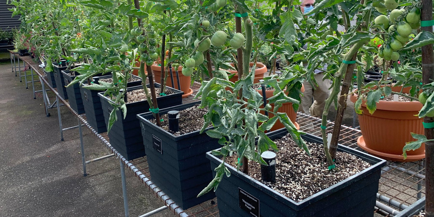 Better Plant Stock for Nursery Growers