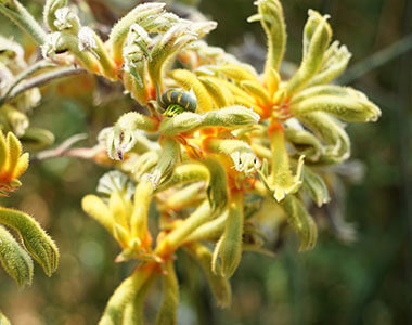 Nursery Growers Kangaroo Paw Jo Szczepanska
