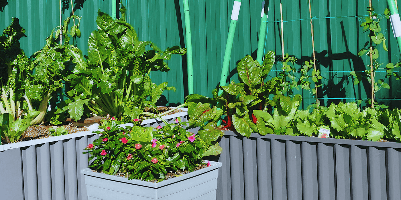 Wicking beds
