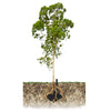 WaterUps Sub-Irrigation Channel with Tree