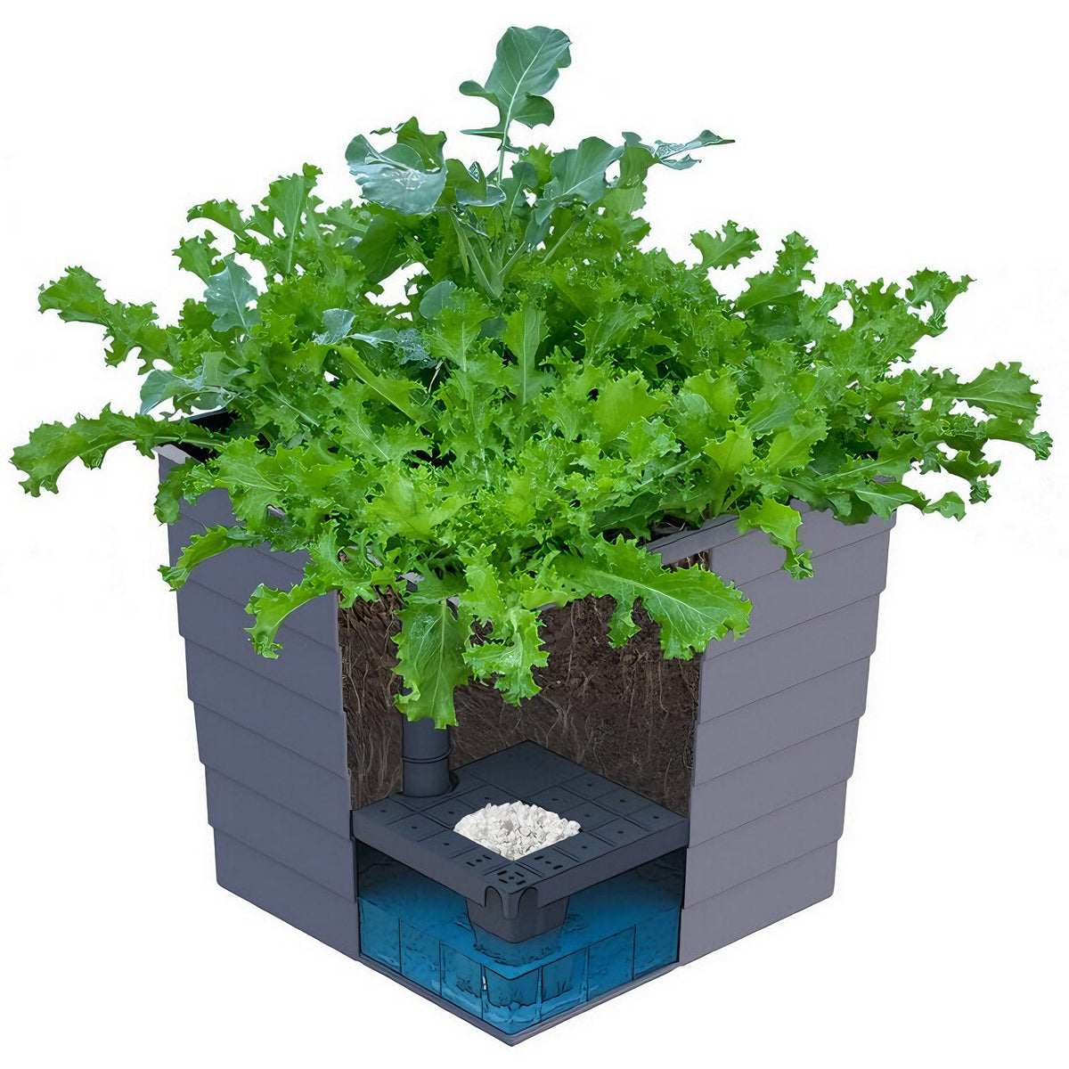 WaterUps wicking Square Planter with cutaway side to show the wicking system inside